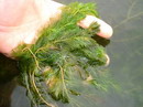 پر طاووسی سنبله ای